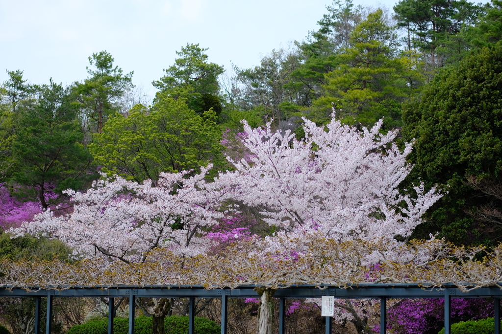 中山観音公園にて１