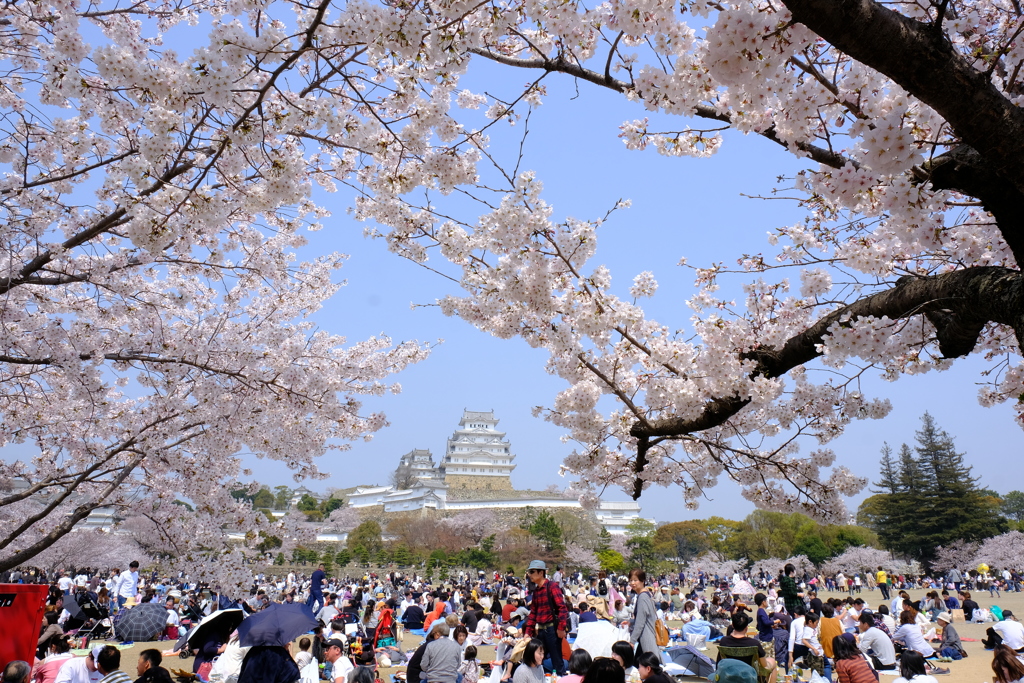 桜は満開、花見客は満杯１