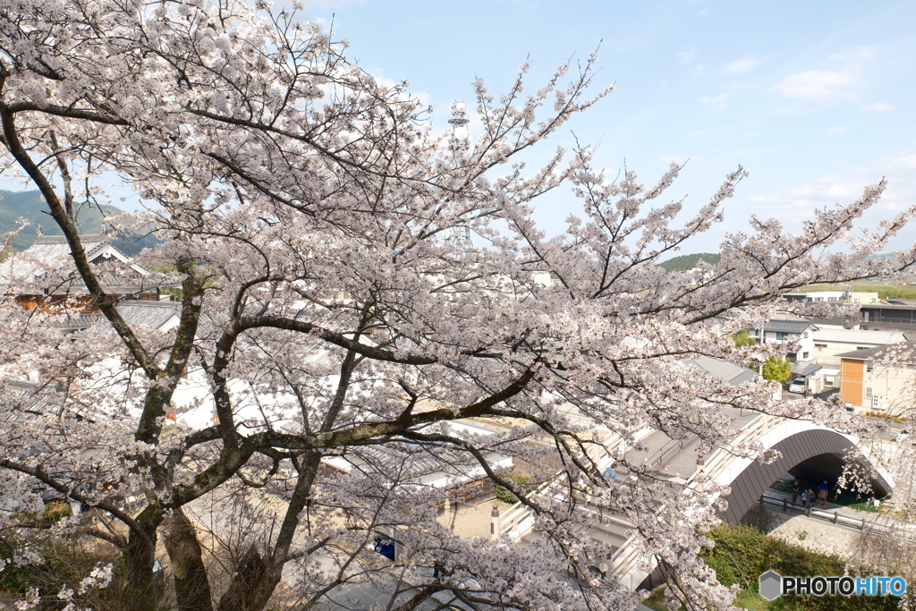 2024福知山城の桜１