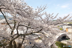 2024福知山城の桜１