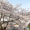 2024福知山城の桜１