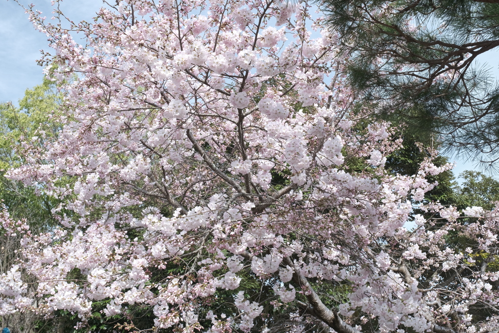 今年の桜巡りは詰め込みすぎて、あやべグンゼスクエアにて３