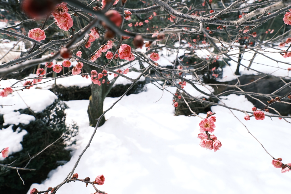 見納めどきの雪景色１０