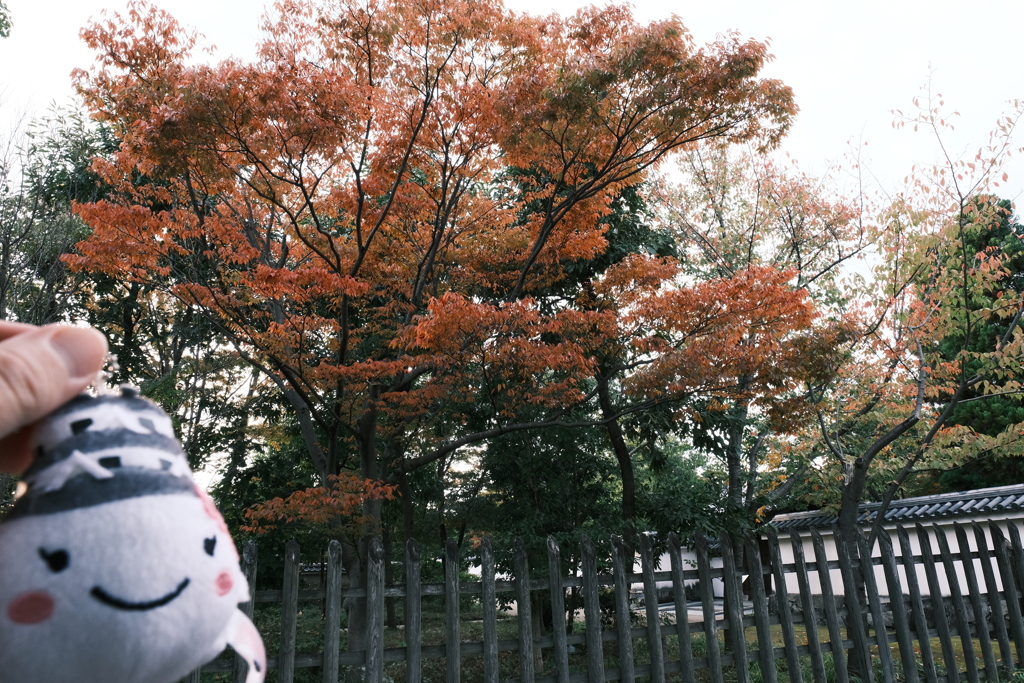 紅葉の始まり１
