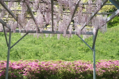 京丹後に花の郷１１