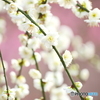 今年やっと見れた梅の花３２