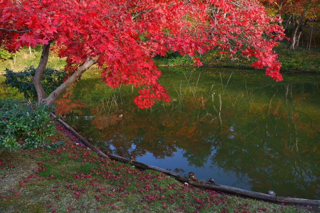 今年最後の見頃であろう紅葉in高台寺８