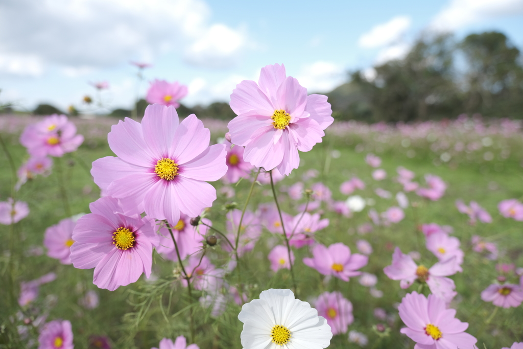 やっと晴れた日に秋桜を撮りにいけた時５