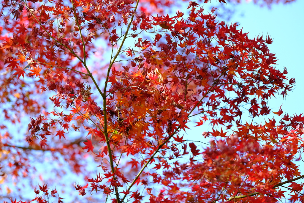 今年最後の見頃であろう紅葉in高台寺２