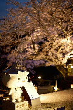 傘松公園夜桜ライトアップ、傘彩桜３