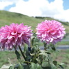 びわこ函館山のダリア２