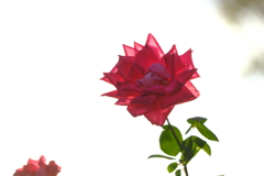 眩い光に照らされて８