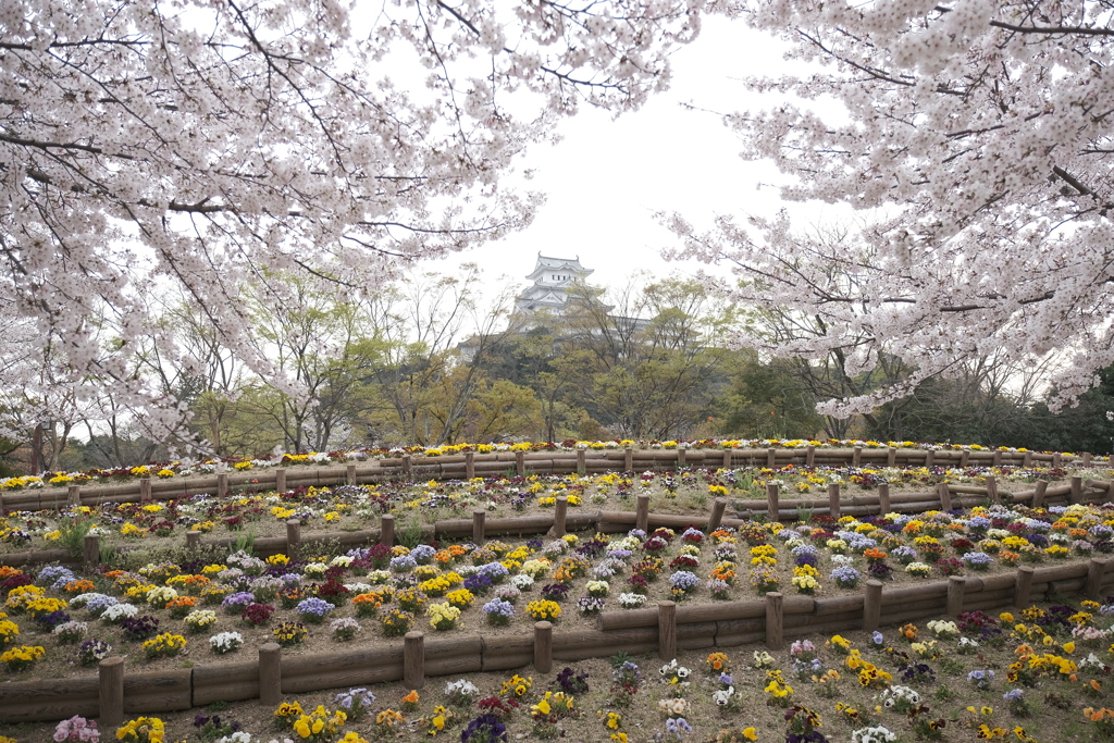 桜は満開、花見客は満杯７