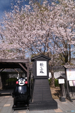 熊本城周辺の桜８