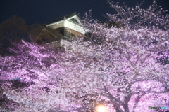 熊本城周辺の夜桜７