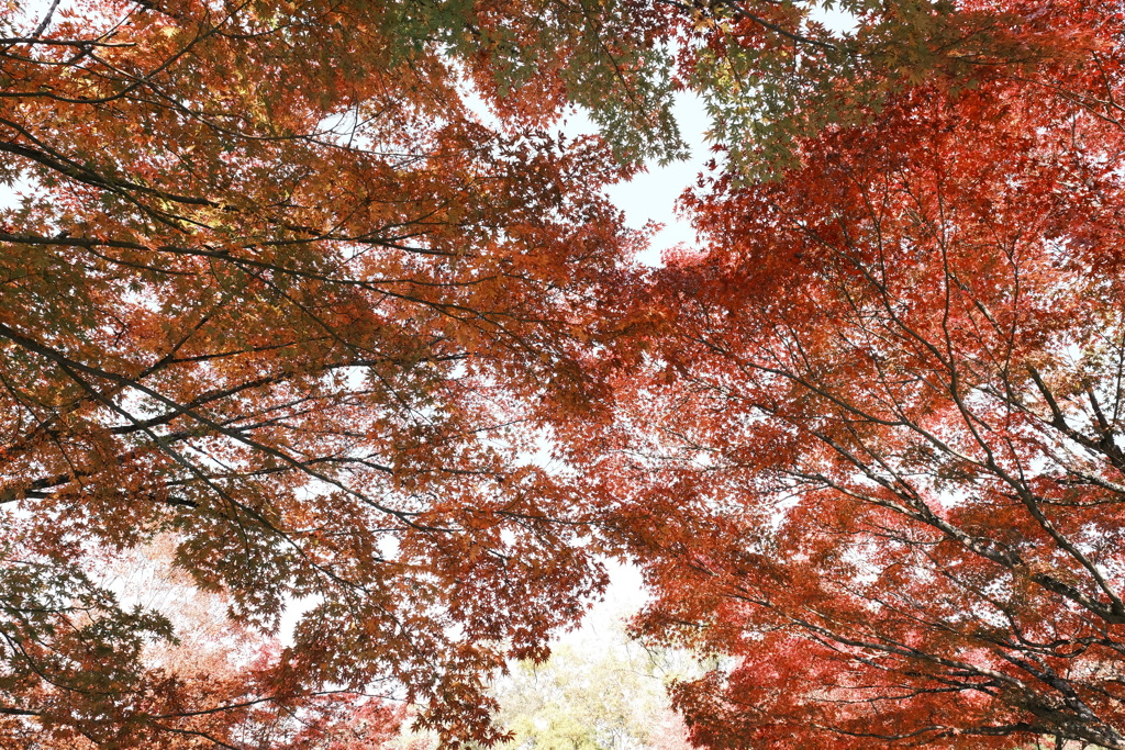 11/15にして今年の日中最後の紅葉巡り１４