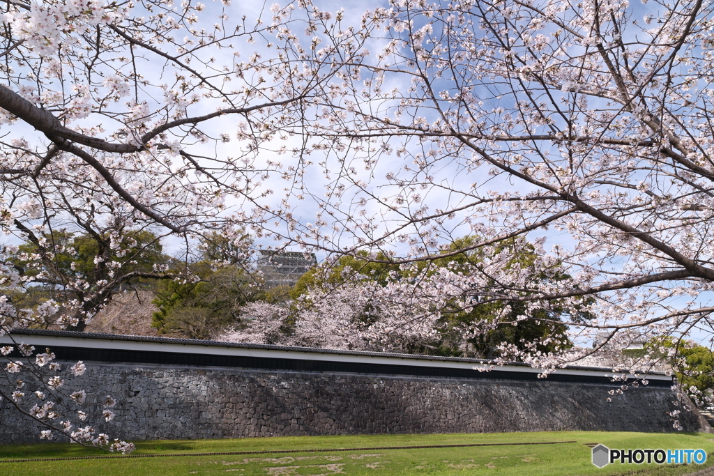 熊本城周辺の桜６