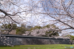 熊本城周辺の桜６