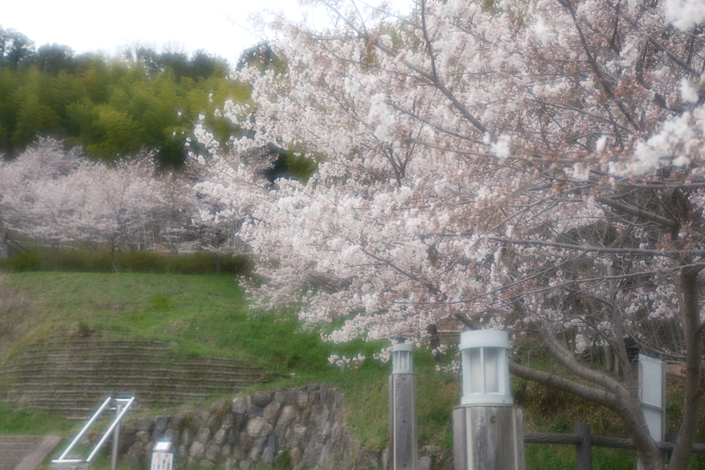 3月末急開花した桜１２