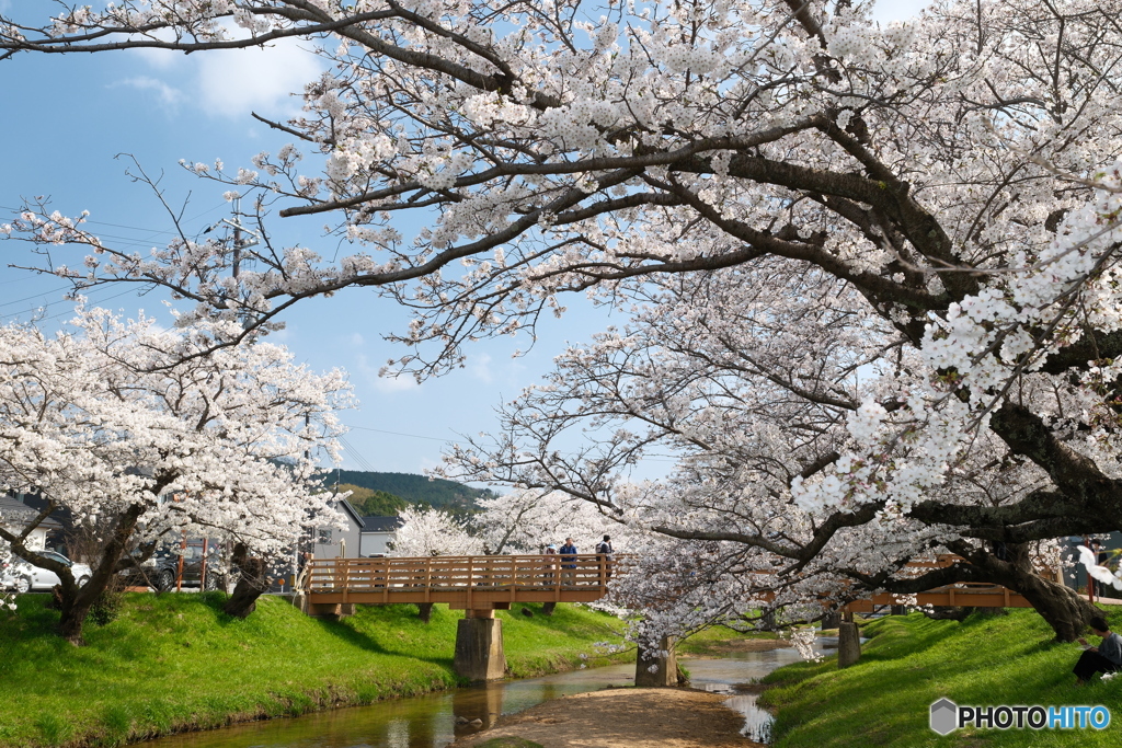 玉湯川堤の桜は長い道のり２
