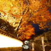 12月の紅葉２７