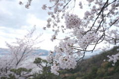 傘松公園の桜は満開４