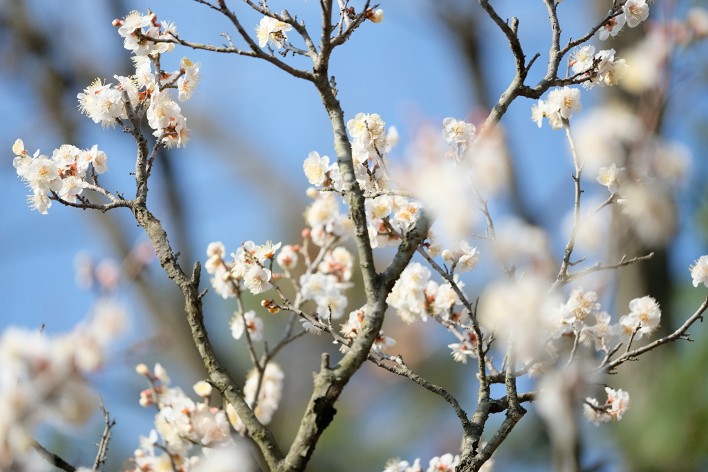 中山寺梅林公園にて1