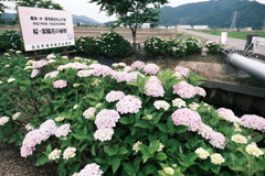 宮荘川の紫陽花３