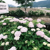 宮荘川の紫陽花３