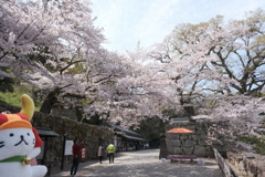 桜の見頃も終わりどき、これで一旦写活も自粛せざるを得ません２