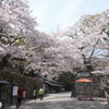 桜の見頃も終わりどき、これで一旦写活も自粛せざるを得ません２