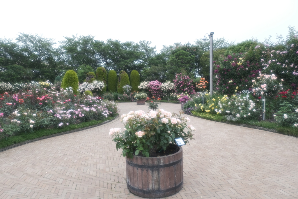 なばなの里の薔薇園９