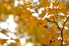 今年最後の見頃であろう紅葉in高台寺６