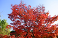 今年最後の見頃であろう紅葉３