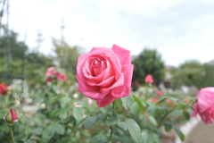 郡是の薔薇５