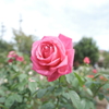 郡是の薔薇５