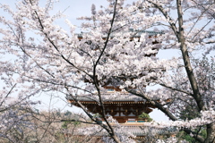 桜の季節の週末にここまで晴れた日が続くのはもうないと思って１７