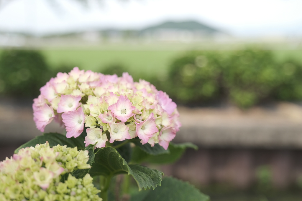 宮荘川の紫陽花５