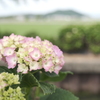 宮荘川の紫陽花５
