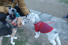 正月の帰省は犬の散歩がメインだった４