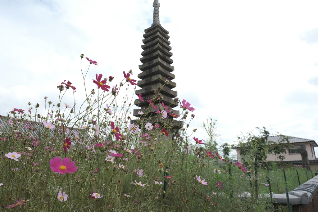 花の気候は秋、気温はまだ夏７