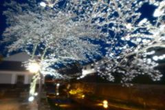 八幡堀の夜桜２
