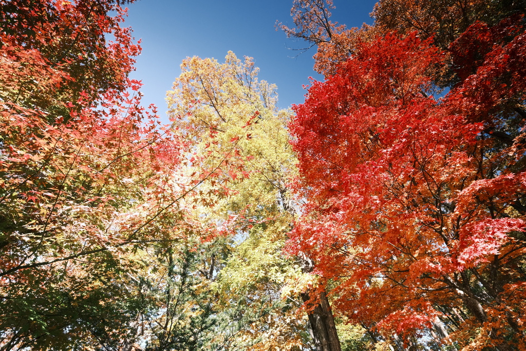 飛騨の里の紅葉巡り４