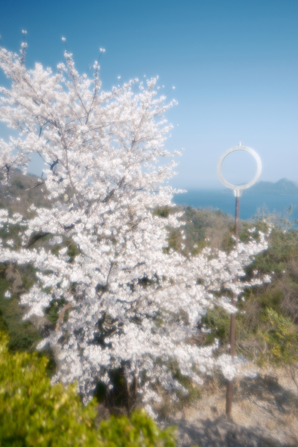 黄砂で霞んだが快晴の桜５