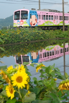ある日の朝の散歩３