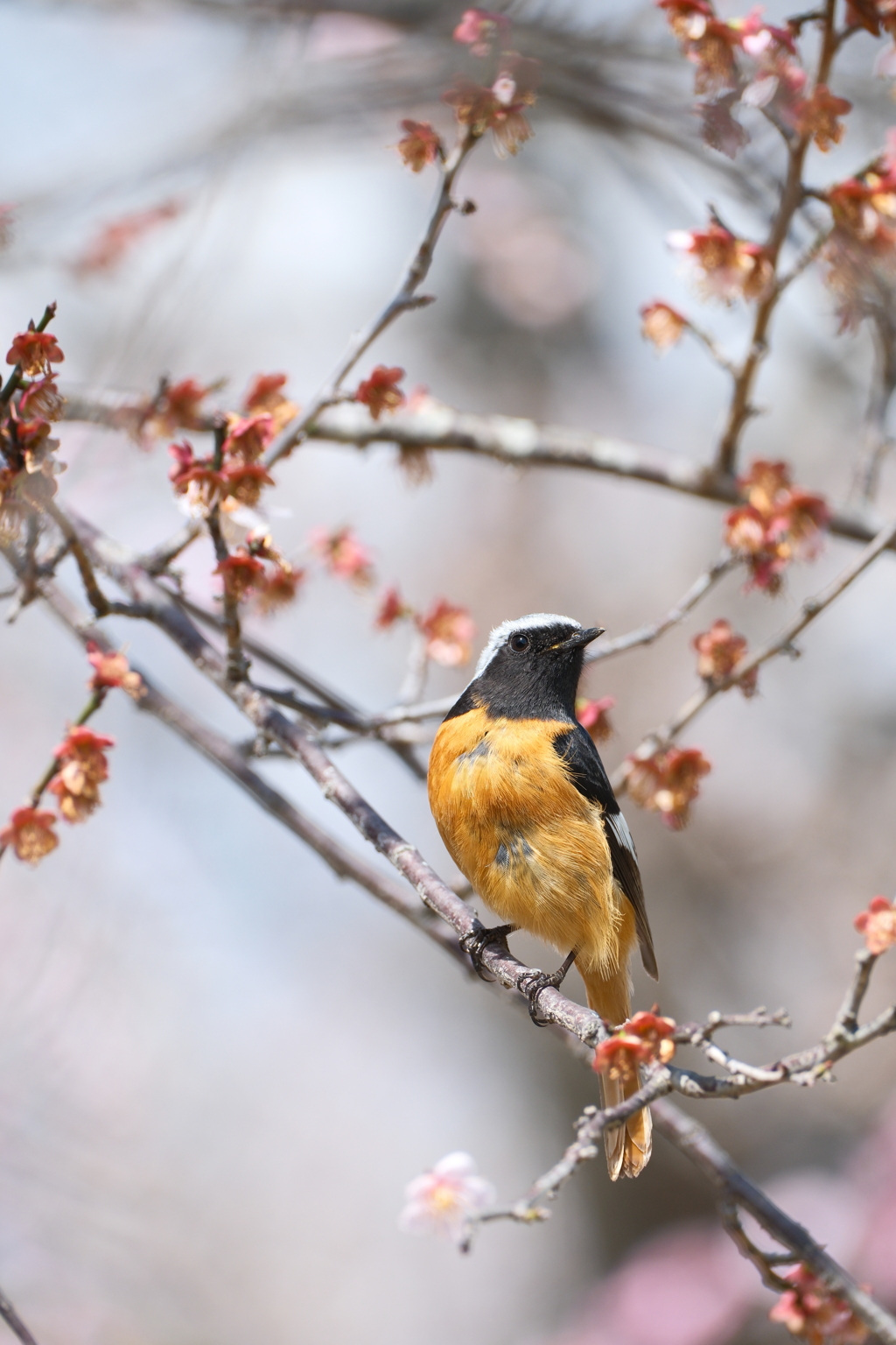 今年やっと見れた梅の花１９