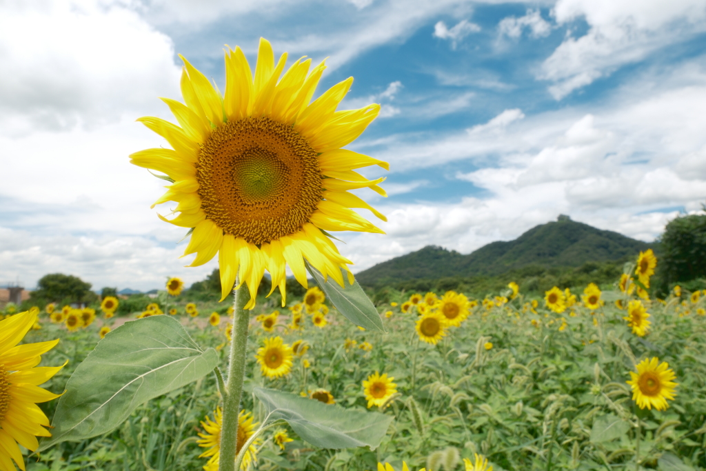 盆休み前の真夏の旅6