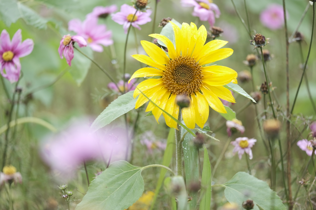 晩秋に見れた遅咲きの花２