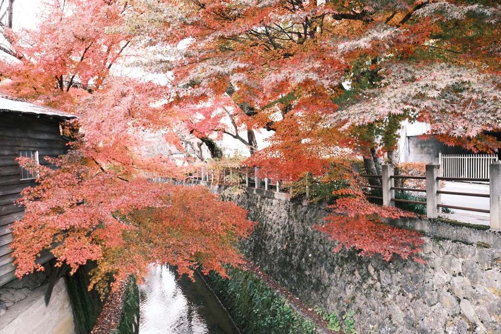 飛騨高山の紅葉巡り１２