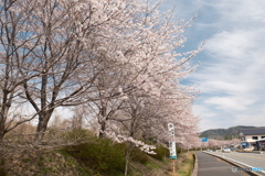 2024年岩滝口駅前の桜